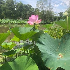 Meet your Posher, Kazumi